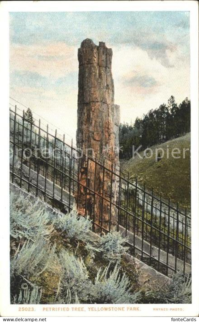 12020924 Yellowstone_National_Park Petrified Tree - Autres & Non Classés