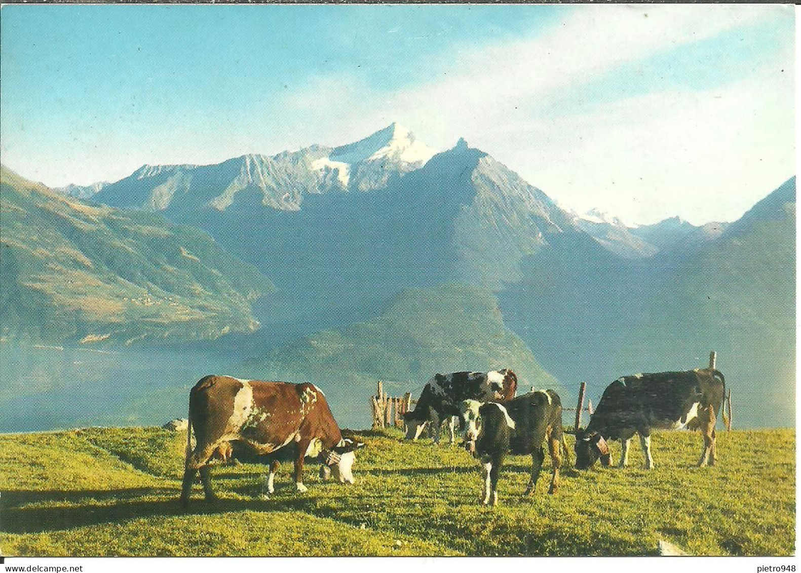 Monte Grivola (Aosta) Panorama Estivo Sugli Alti Pascoli, Mucche Al Pascolo, Summer View, Grazing Cows, Vue, Ansicht - Aosta