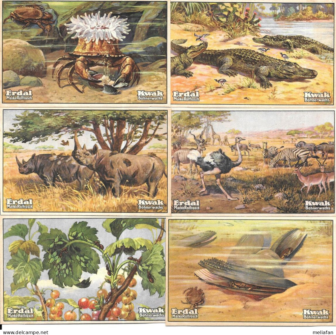 DL76 - CHROMOS ERDAL KWAK - SYMBIOSE ANIMALE - RHINOCEROS - FOURMI - CROCODILE - AUTRUCHE - ANTILOPE - ZEBRE - Other & Unclassified