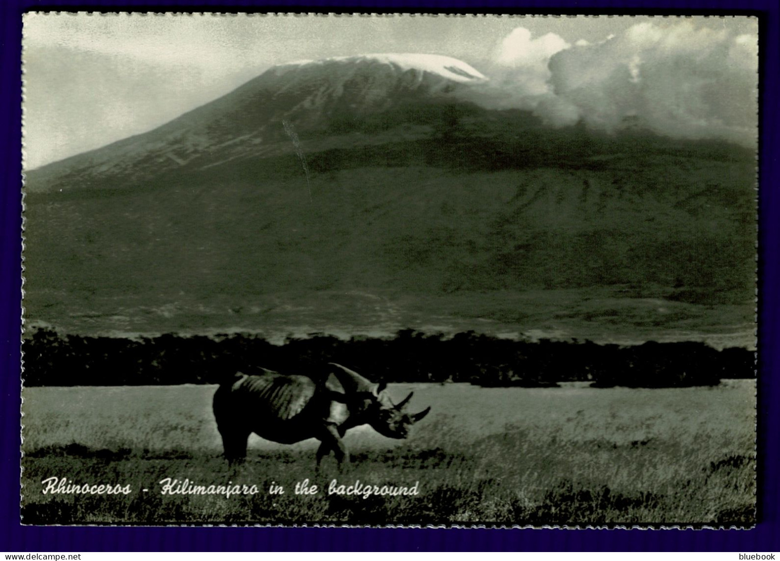Ref 1647 - Real Photo Postcard -Rhino Rhinoceros & Mount Kilimanjaro - Tanzania East Africa - Tanzania