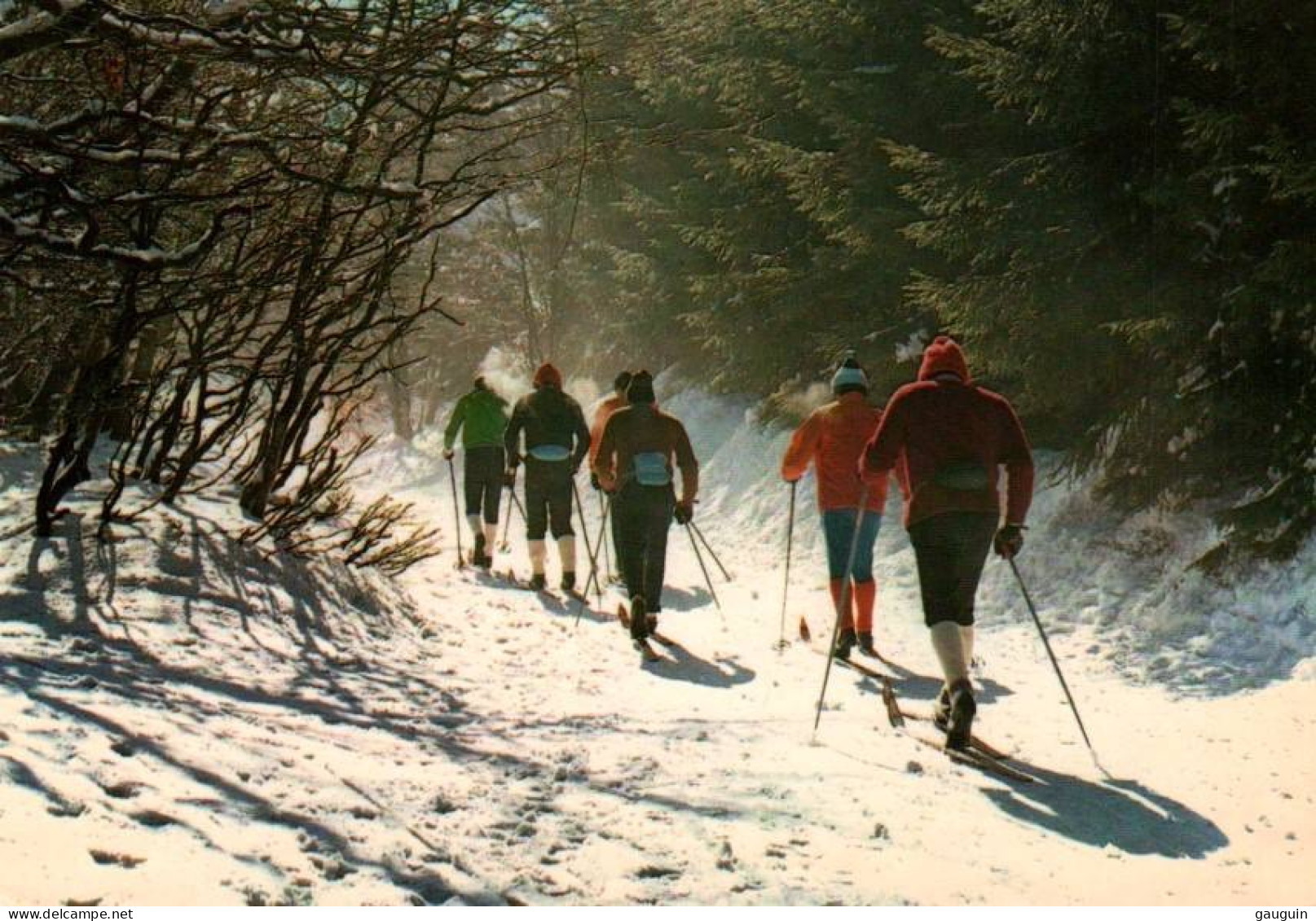 CPM - SKI De FOND - Pistes & Promenade En Forêt ... LOT 3 CP à Saisir - Winter Sports