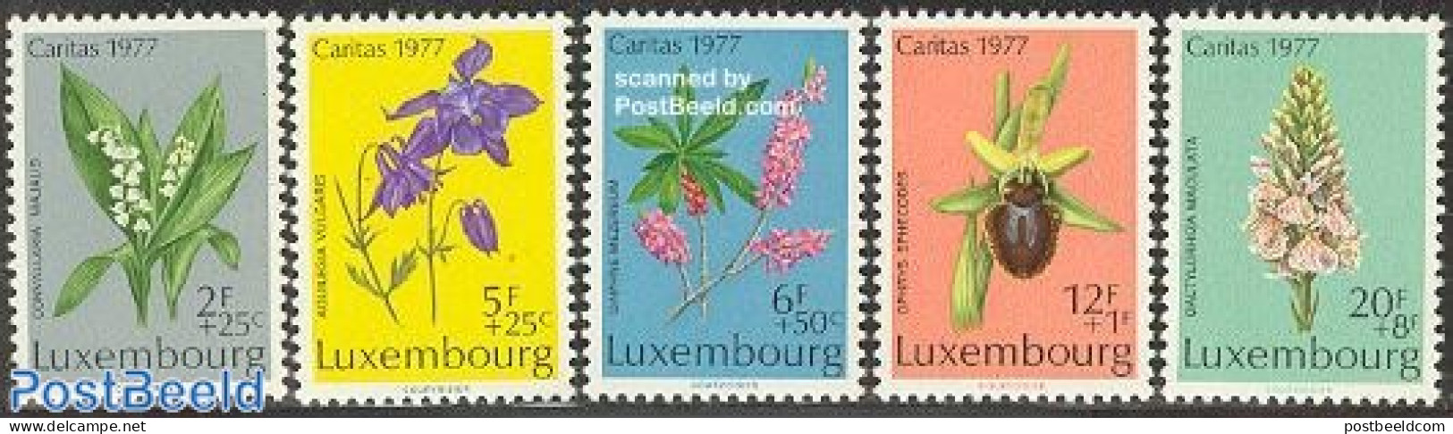 Luxemburg 1977 Caritas, Flowers 5v, Mint NH, Nature - Flowers & Plants - Ongebruikt