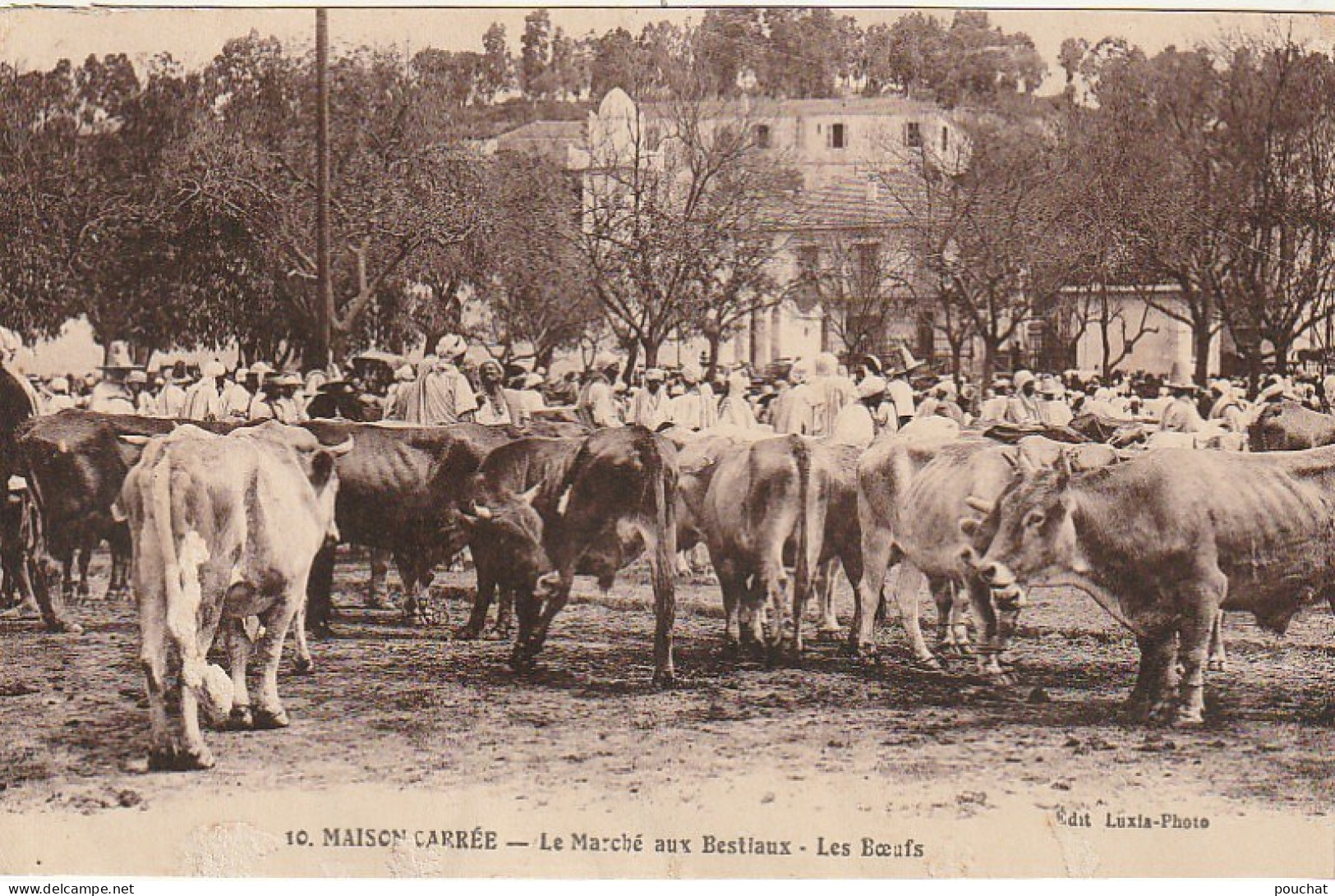 ZA 18- MAISON CARREE , EL HARRACH ( ALGERIE ) - LE MARCHE AUX BESTIAUX - LES BOEUFS - ANIMATION - 2 SCANS - Autres & Non Classés