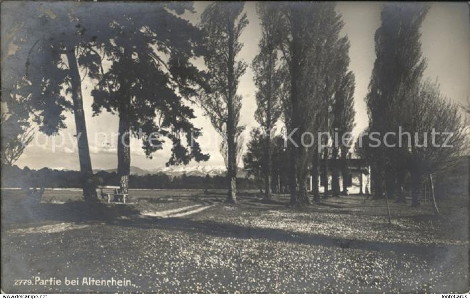 12015863 Altenrhein Landschaft Pappeln Alpenblick Altenrhein - Sonstige & Ohne Zuordnung