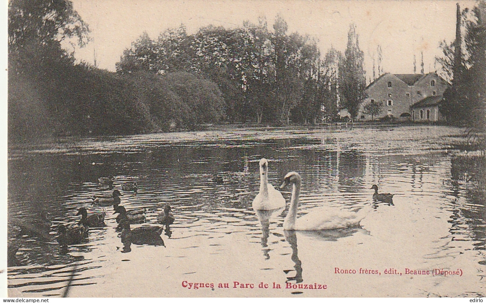 ***  21 ***   BEAUNE  Cygnes Au Parc De Bouzaize -- TTB  - Beaune