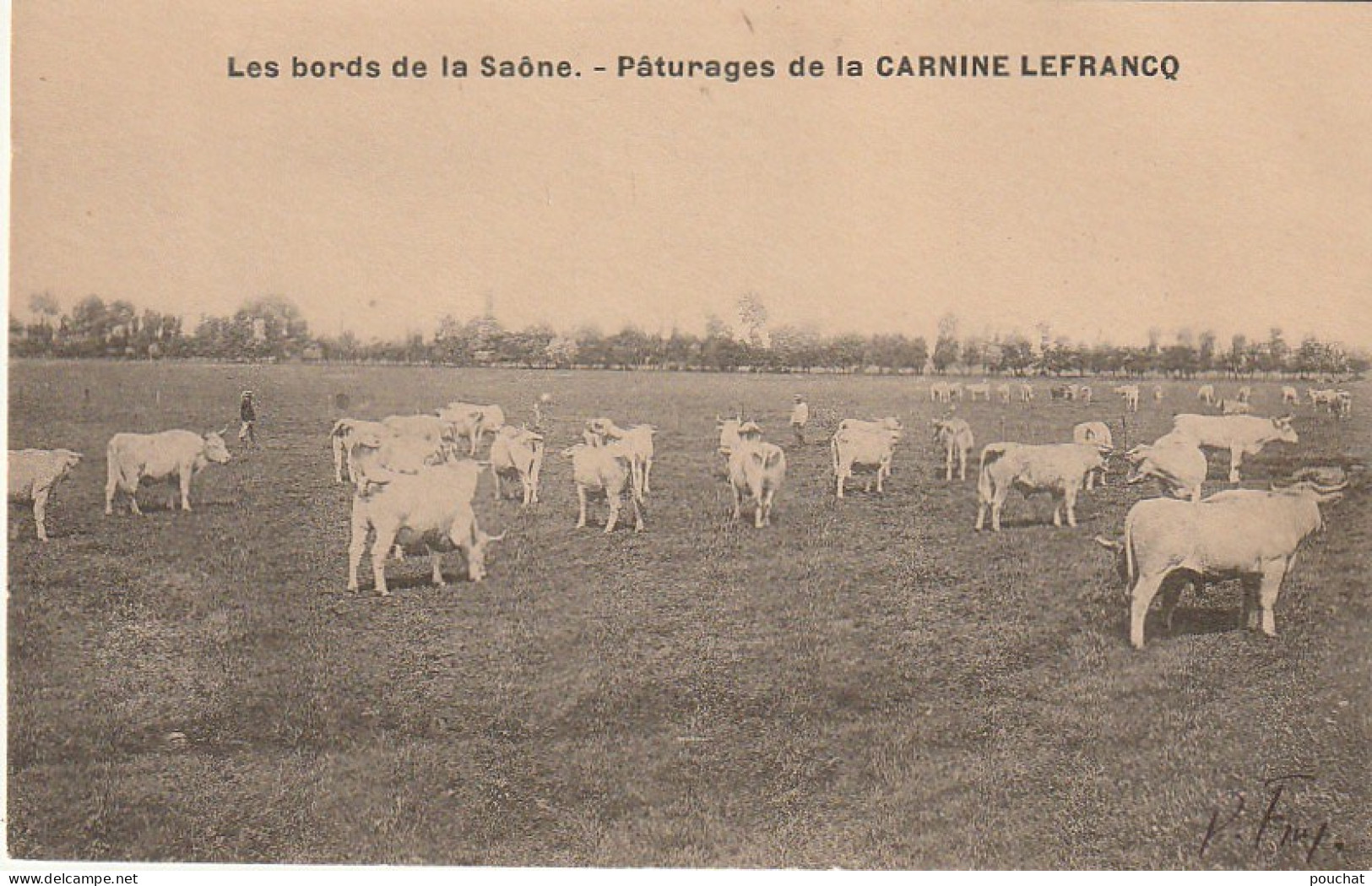 Z+ 21-(71) LES BORDS DE LA SAONE - PATURAGES DE LA CARNINE LEFRANCQ - TROUPEAU DE VACHES - 2 SCANS - Andere & Zonder Classificatie