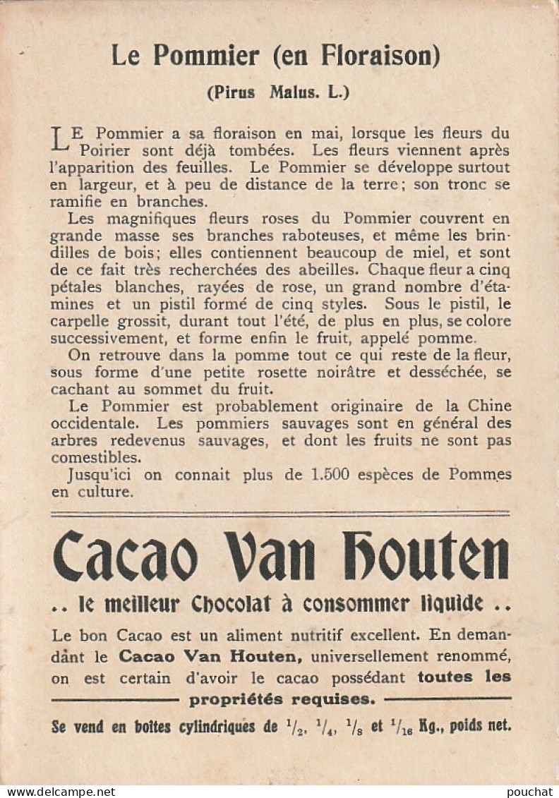 Z+ 26- LE POMMIER ( ARBRE , FLEURS , FRUIT ) - DESCRIPTIF - CARTE PUBLICITAIRE CACAO VAN HOUTEN - Van Houten