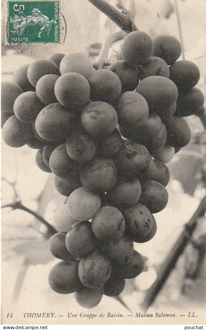 Z++ 6-(77) THOMERY - UNE GRAPPE DE RAISIN - MAISON SALOMON - 2 SCANS - Vines