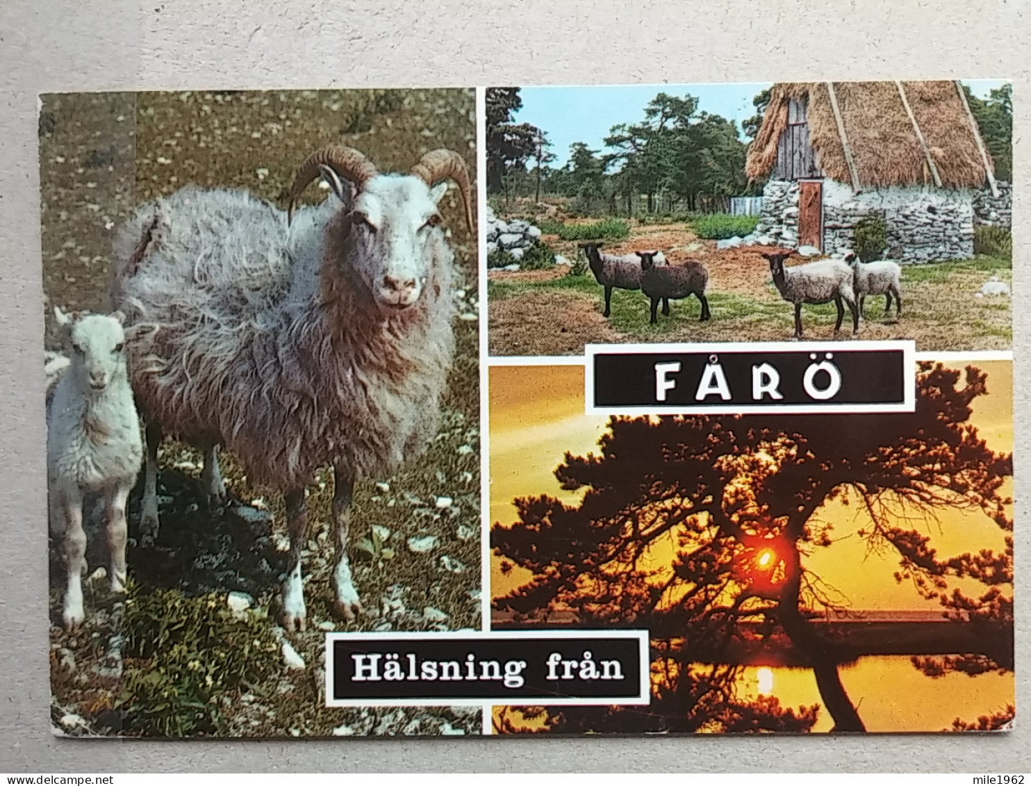 KOV 536-32 - SWEDEN, FARO, SHEEP, MOUTON - Suède