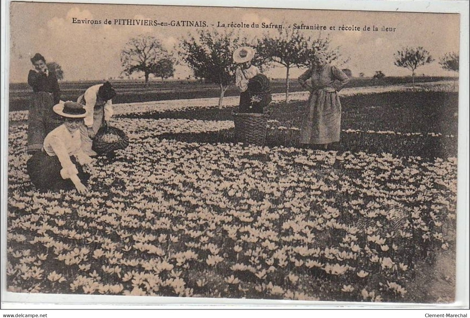 Environs De PITHIVIERS EN GATINAIS : La Récolte Du Safran - Safranière Et Récolte De La Fleur - Très Bon état - Other & Unclassified
