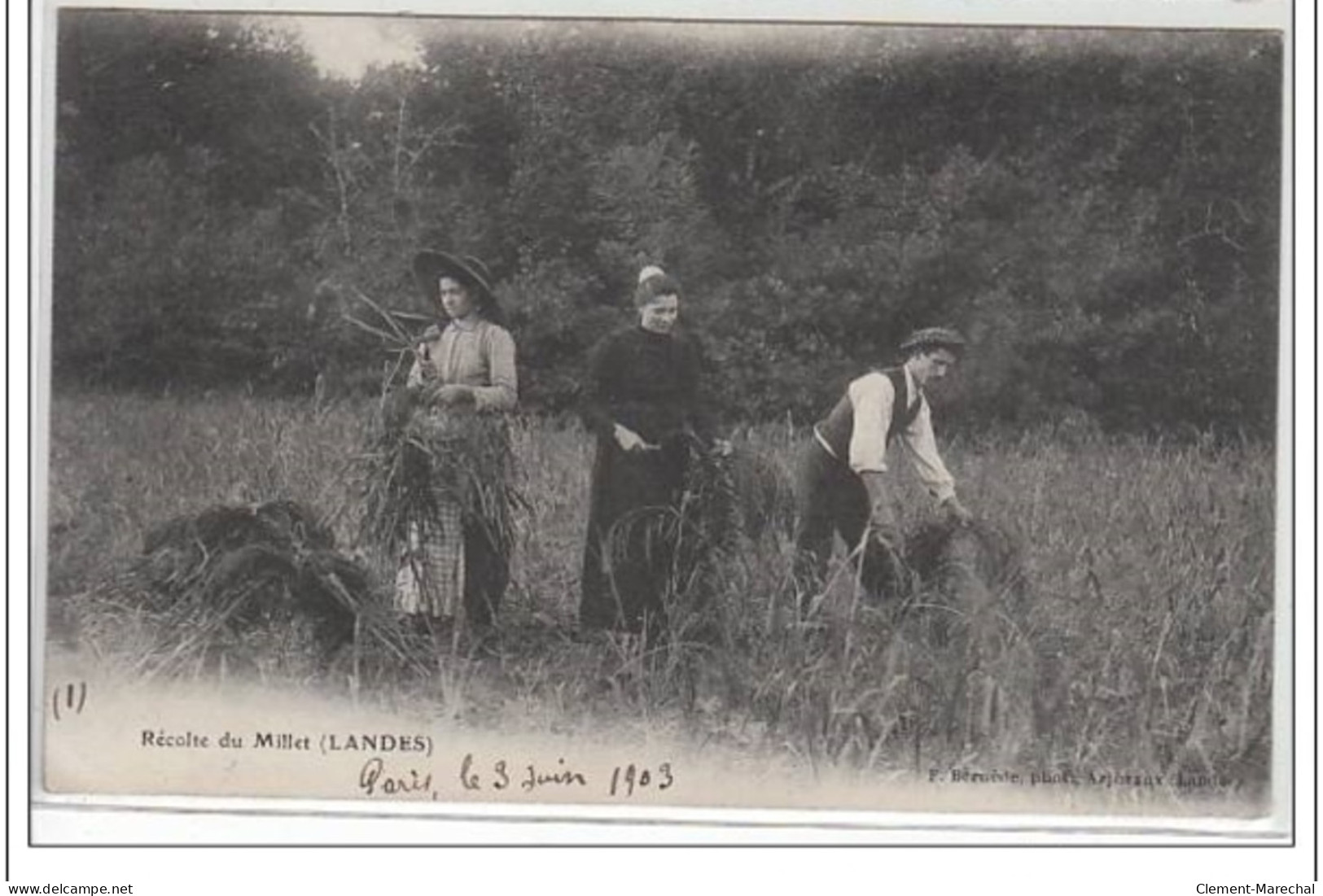 LANDES : Récolte Du Millet - Très Bon état - Otros & Sin Clasificación