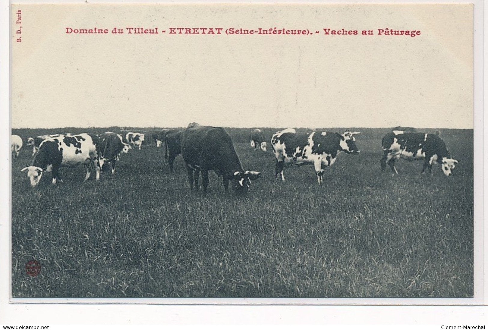 ETRETAT : Domaine Du Tilleul, Vaches Au Pâturage - Très Bon état - Etretat