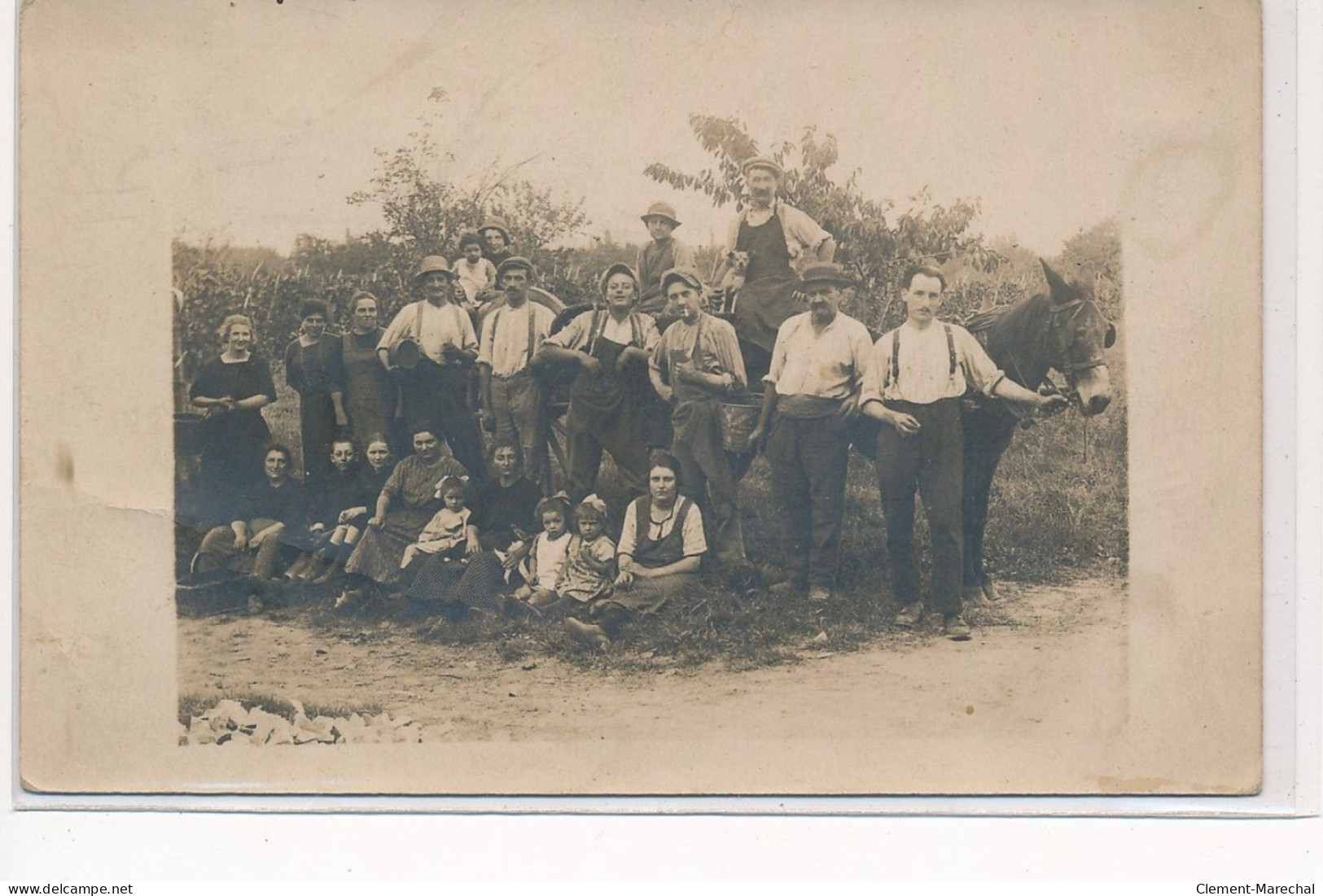 CARTE PHOTO A LOCALISER : Vendanges, Vignes - Tres Bon Etat - Fotos