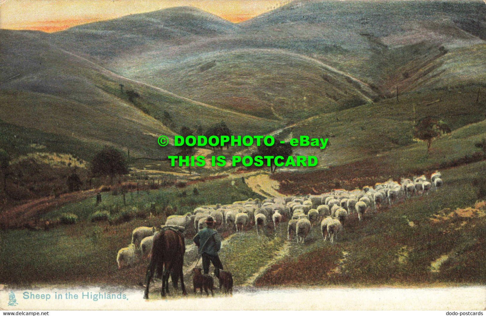 R563973 Sheep In The Highlands. Animal Life. Tuck. Photochrome. Series 1415 - Mondo