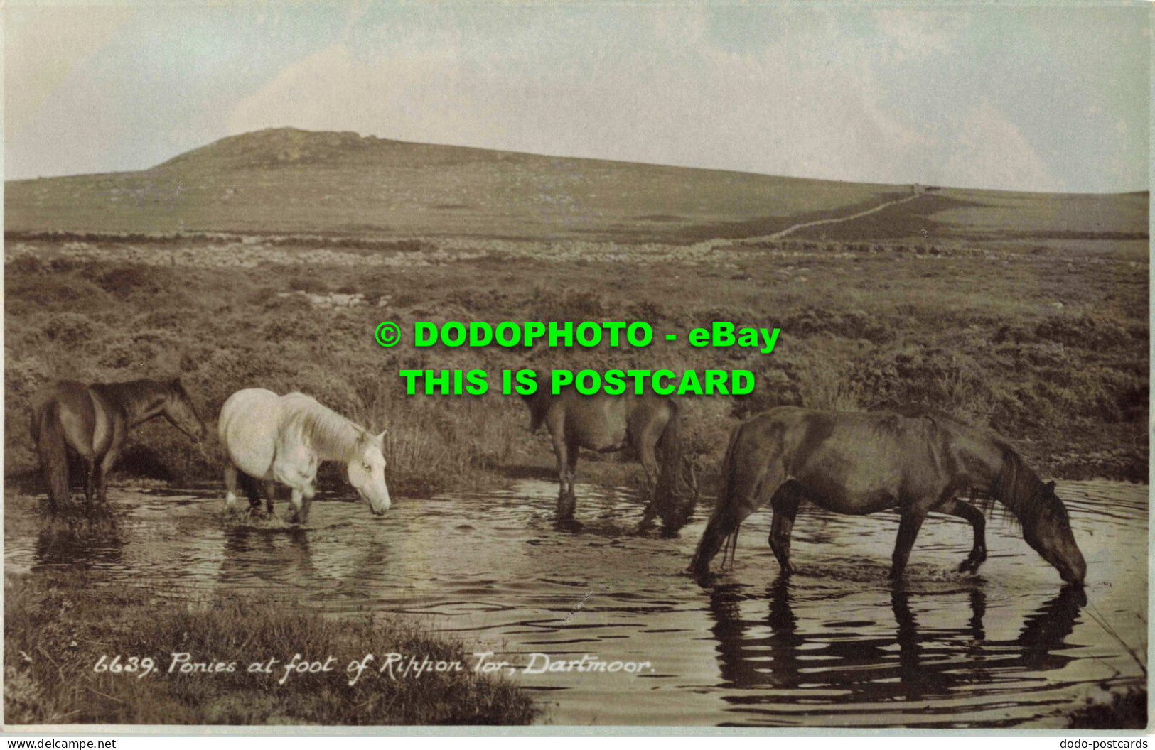 R563976 Dartmoor. Ponies At Foot Of Rippon Tor. E. A. Sweetman. Sunshine Series. - Mondo