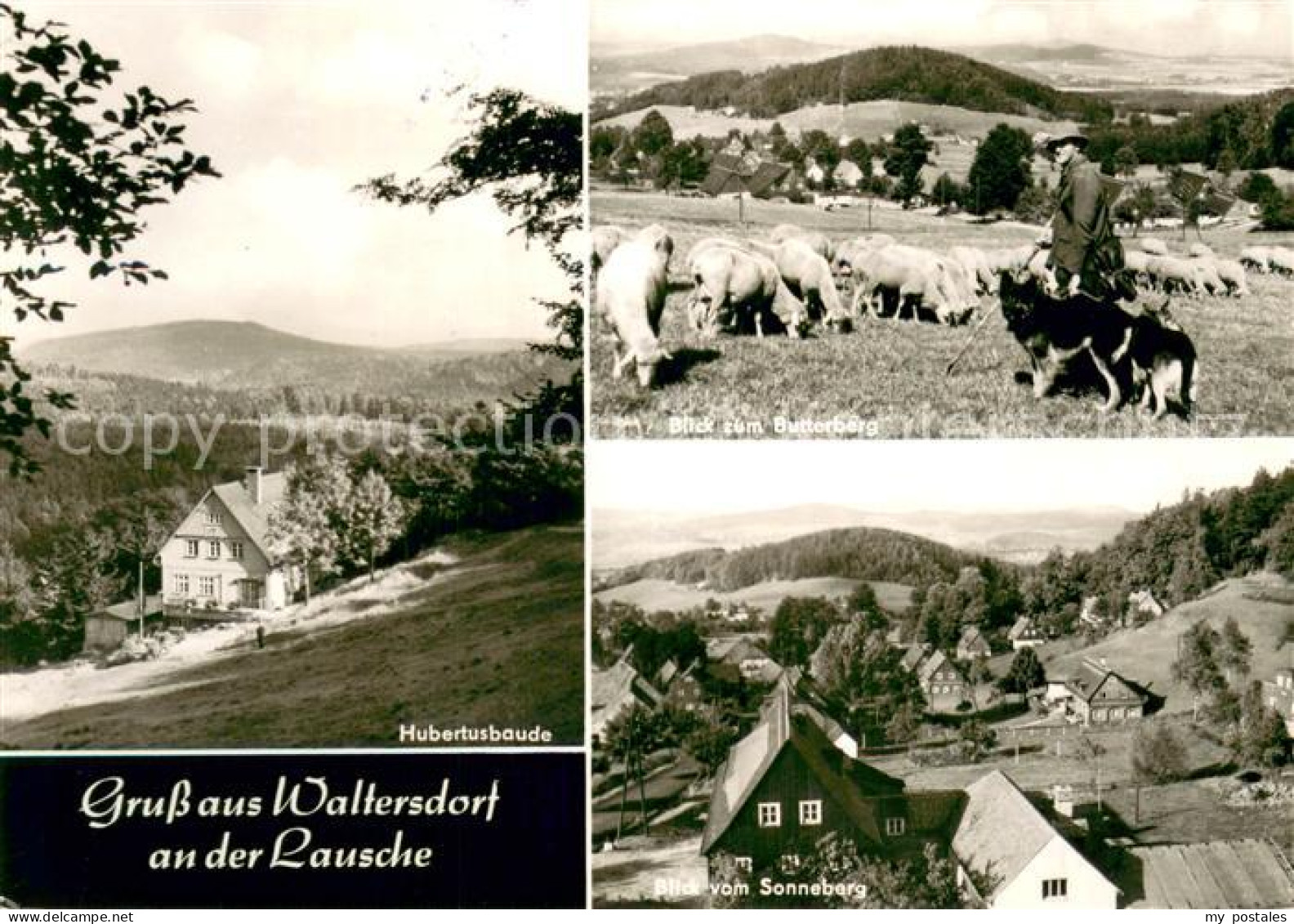 73669562 Waltersdorf Zittau Hubertusbaude An Der Lausche Schafherde Schaefer Hir - Grossschönau (Sachsen)