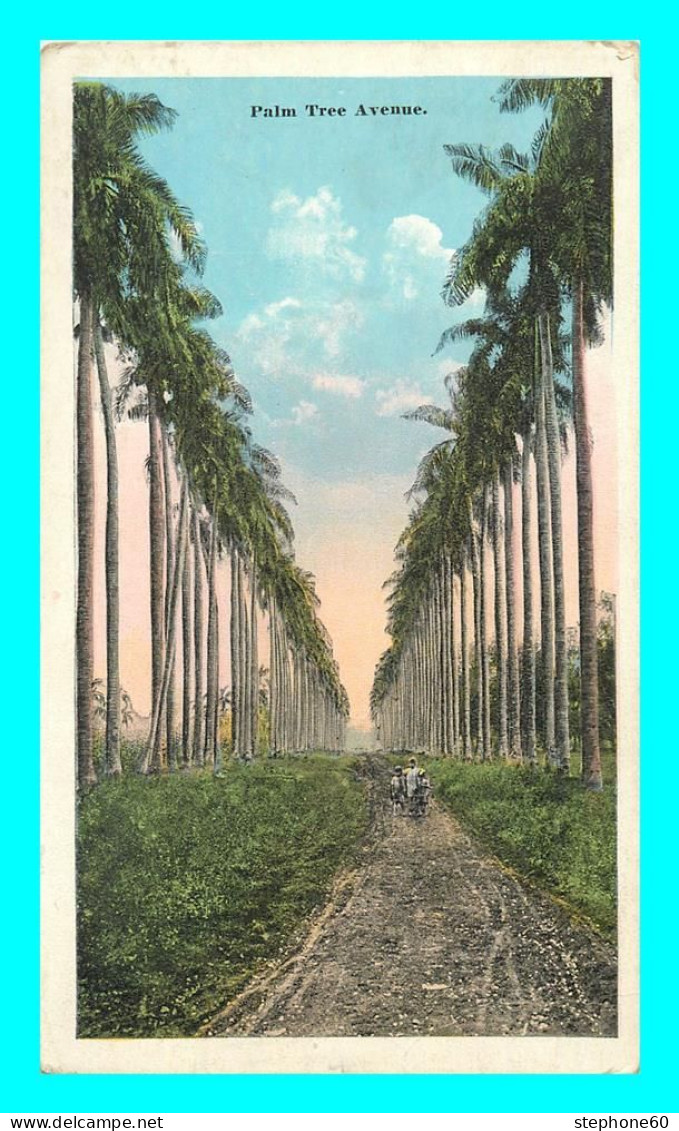 A841 / 649 CUBA Palm Tree Avenue Typical On Cuban Country Estates - Kuba