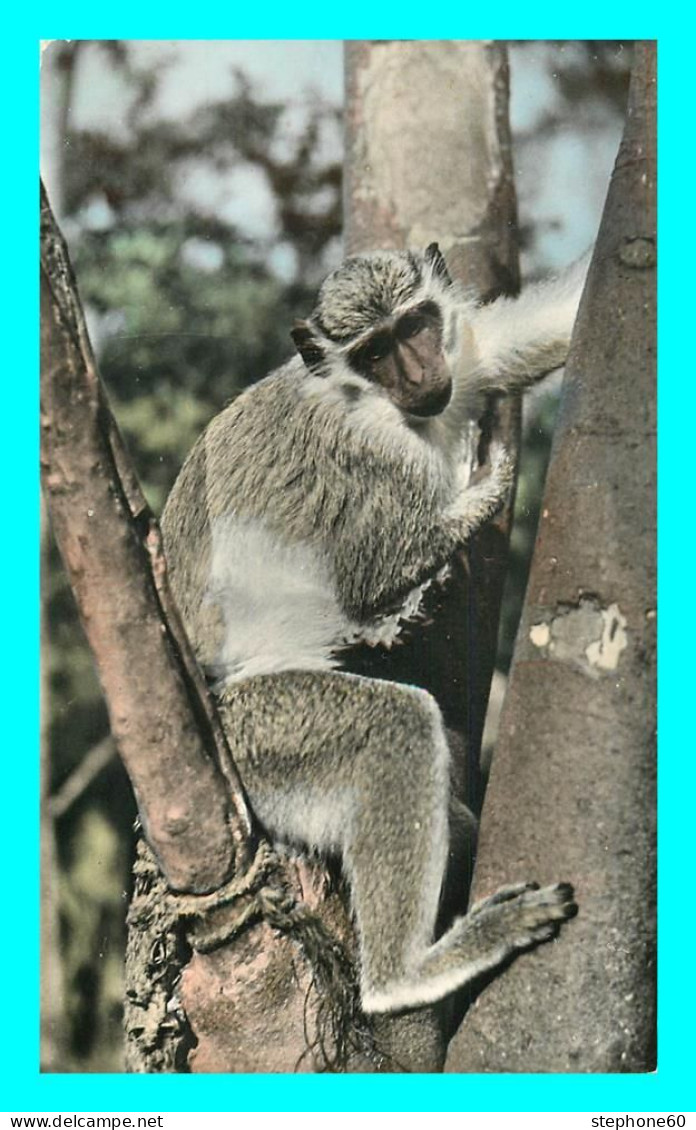 A842 / 629 SINGES Faune Africaine Jeune Singe - Monkeys