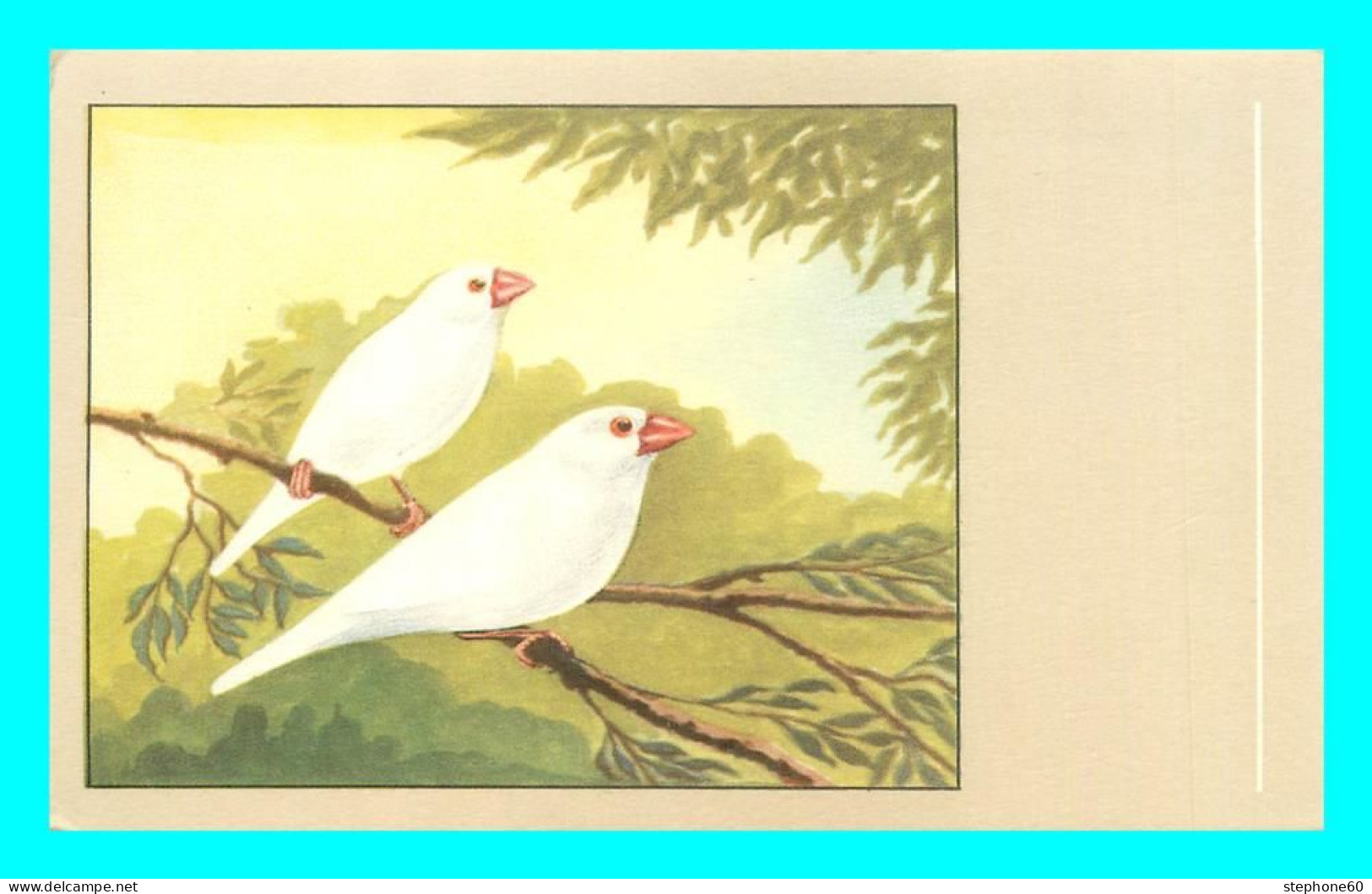 A842 / 421 OISEAU Padda Blanc - Pájaros