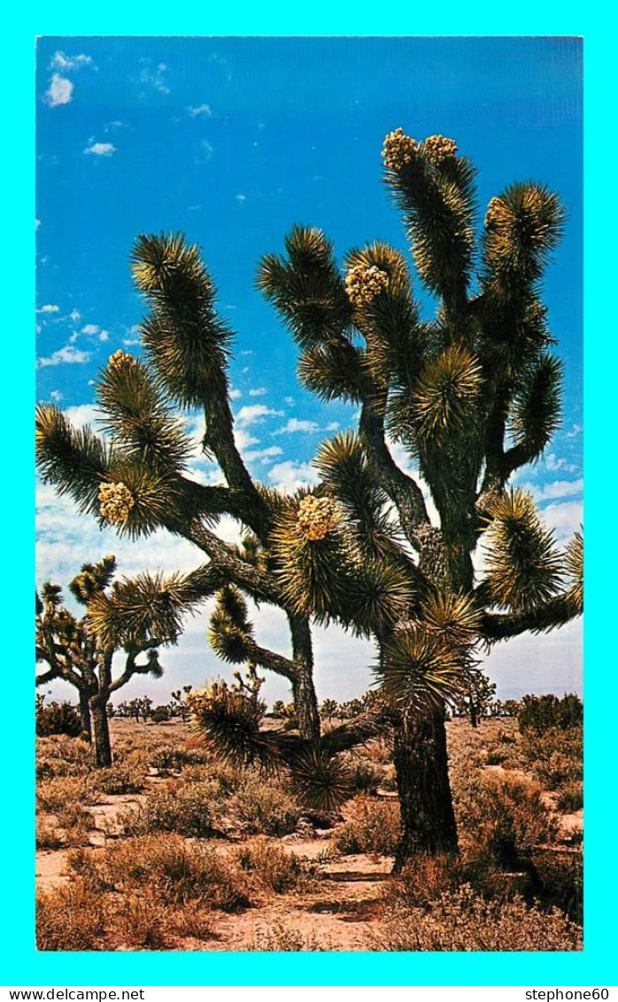 A839 / 609 CALIFORNIA Joshua Tree Forest ( Arbre ) - Other & Unclassified