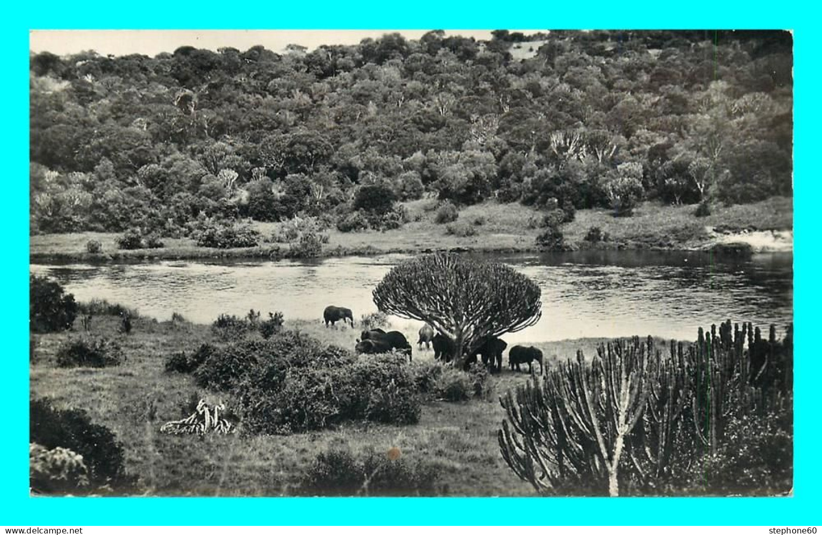 A839 / 575  Faune Africaine Troupeau D'Elephants - Elefantes