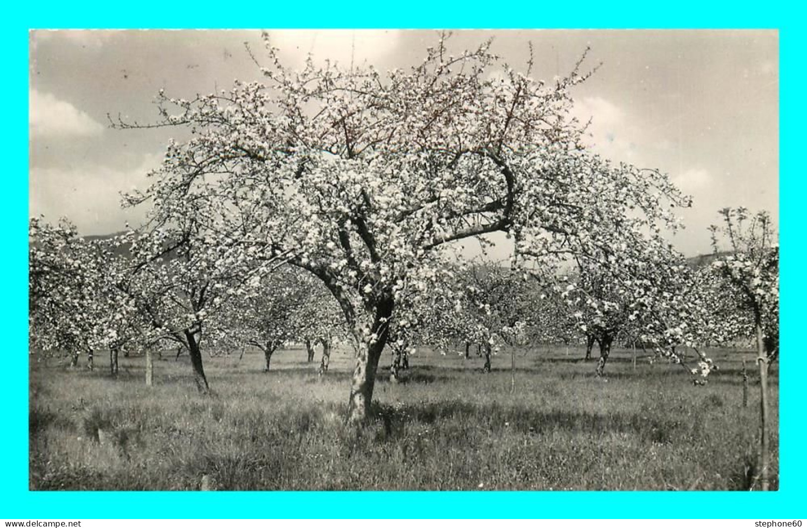 A871 / 259 30 - LE VIGAN DES CEVENNES Pommiers En Fleurs - Autres & Non Classés