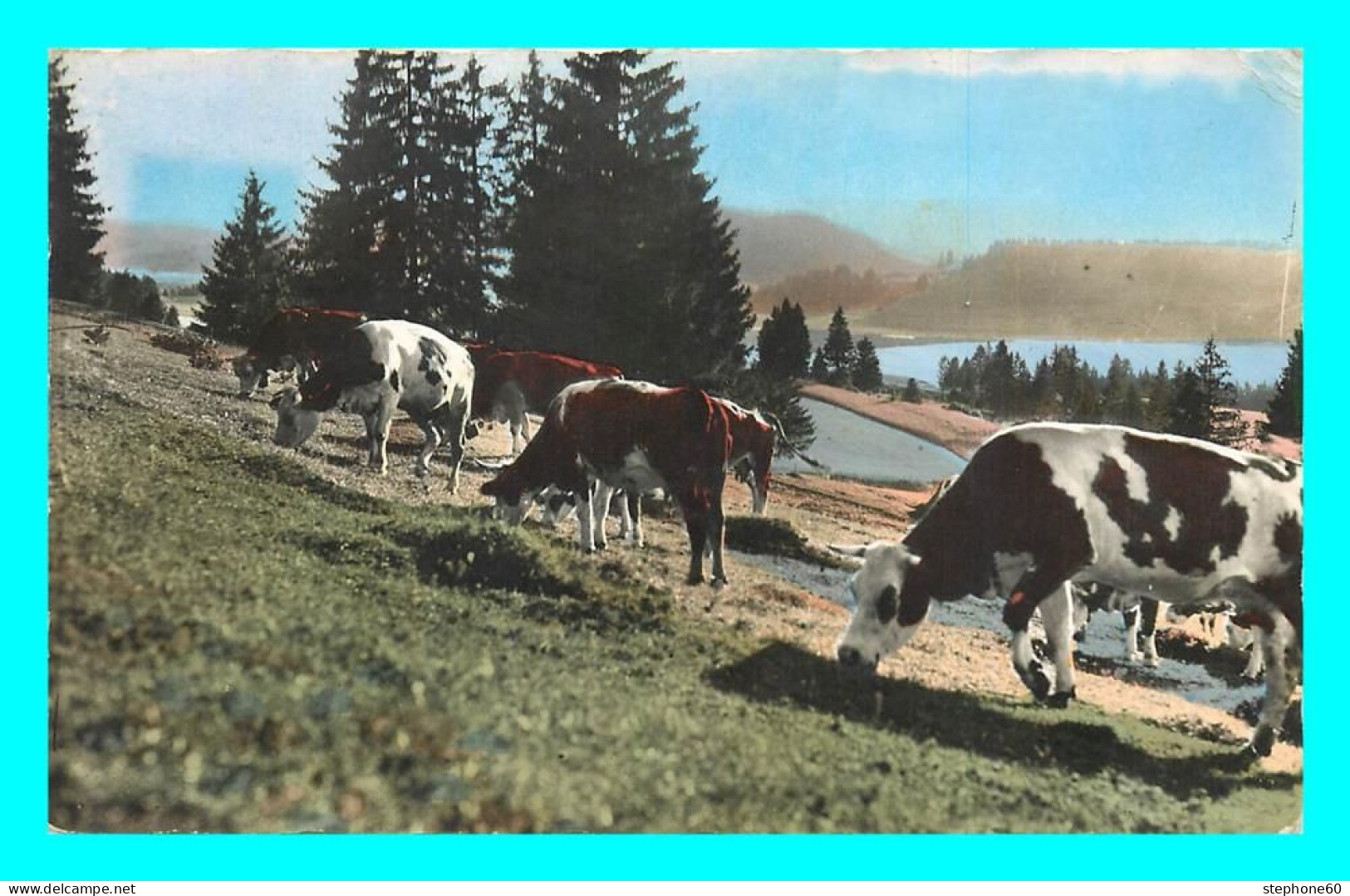 A864 / 035 39 - Franche Comté Paturages Au Bord Du Lac ( Vache ) - Autres & Non Classés