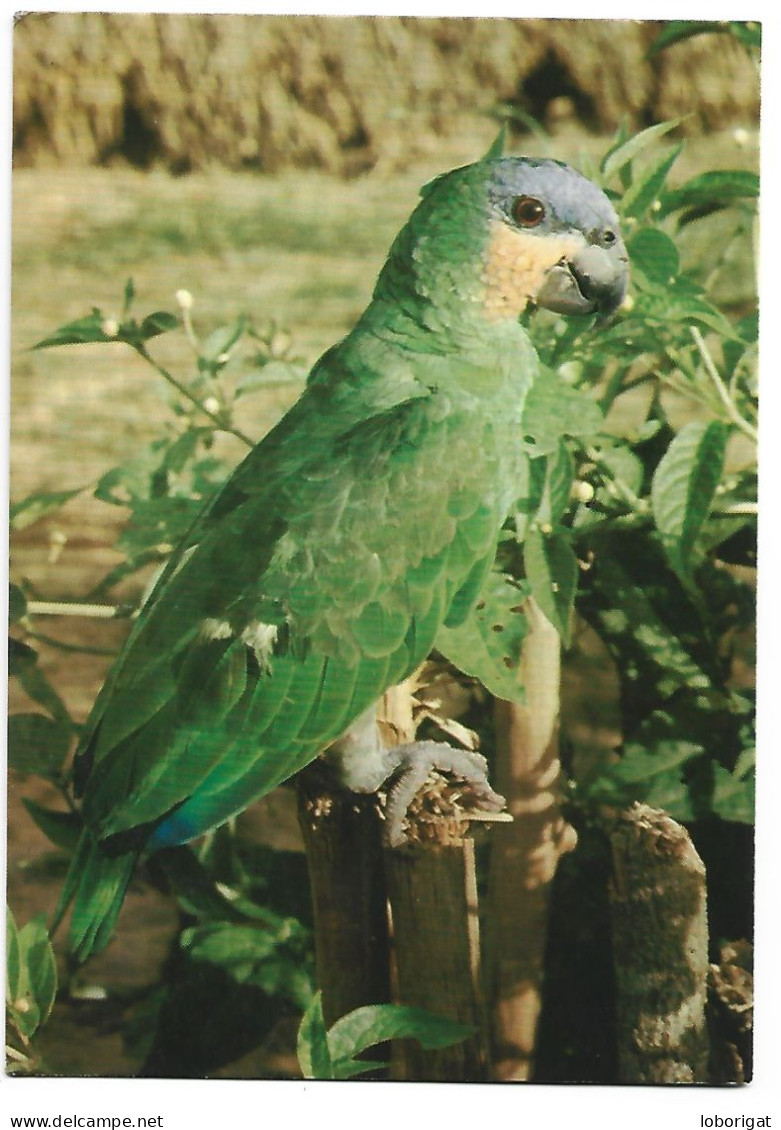 PAPAGAIO VERDE / GREEN PARROT / GRUNER PAPAGEI.- COLEÇAO DIDATICA.-  ( BRASIL ) - Uccelli