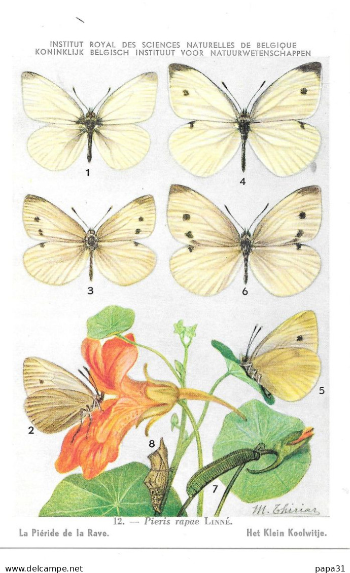 Papillons - La Piére De La Rave - Farfalle