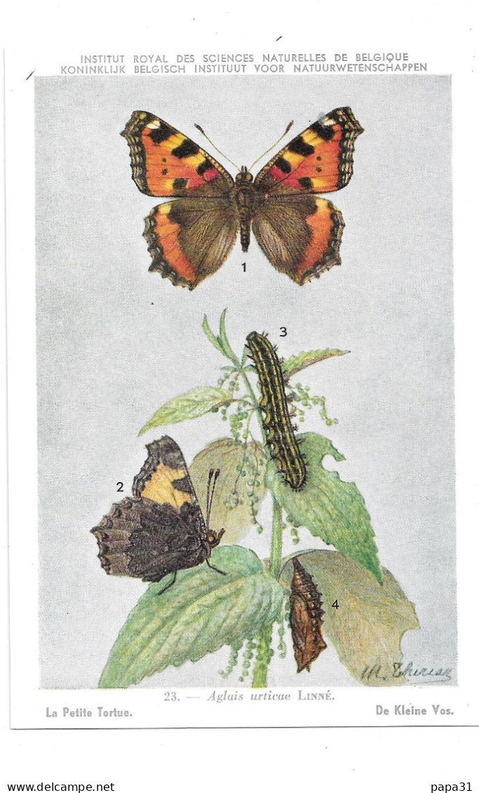 Papillons - Le Petit Tortue - Butterflies