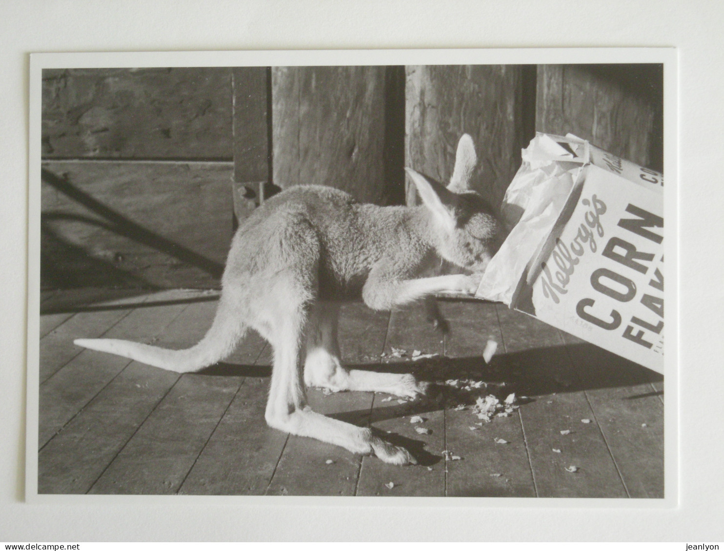 KANGOUROU Mangeant Des CORN FLAKES / KELLOGG'S - Carte Postale Moderne Issue D'une Photo Horace Bristol - Sonstige & Ohne Zuordnung