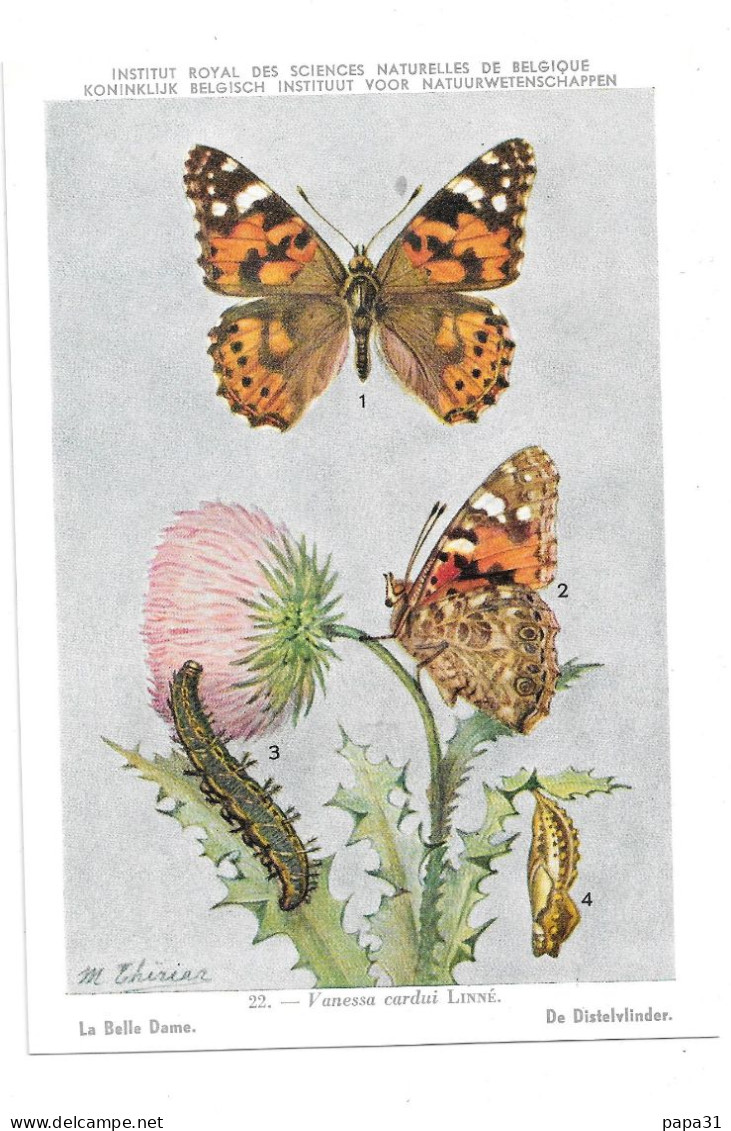 Papillons La Belle Dame - Butterflies