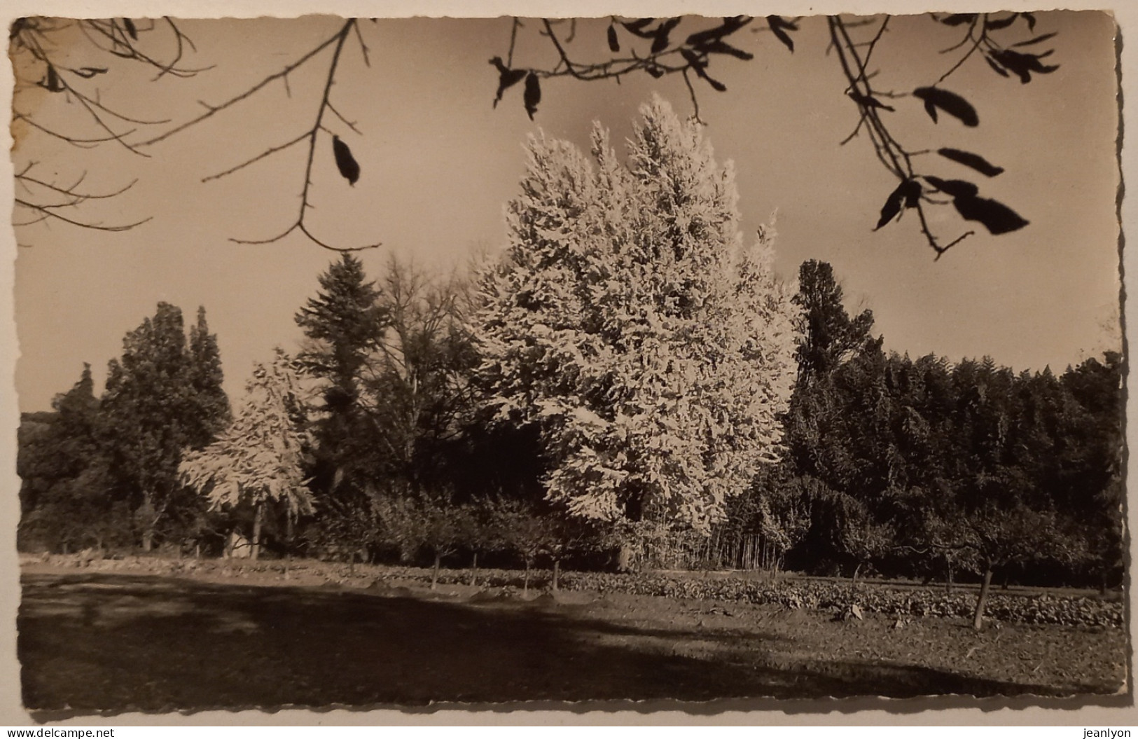 GENERARGUES (30 Gard) - Domaine De PRAFRANCE / Anduze - Arbre GINKGO BIBOLA  - Anduze