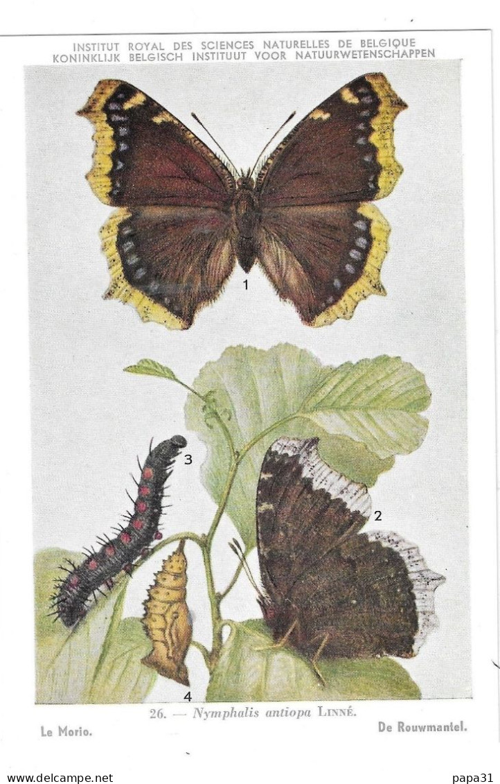 Papillons Le Morio - Vlinders