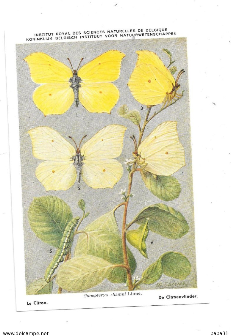 Papillons Le Citron - Butterflies