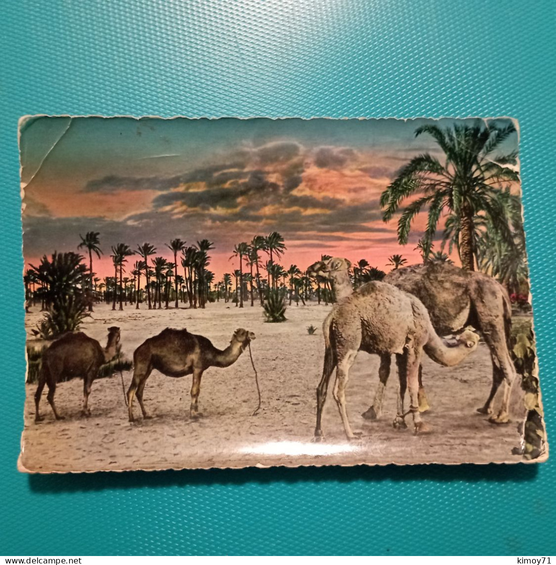 Cartolina Libia - Cammelli. Viaggiata - Libye
