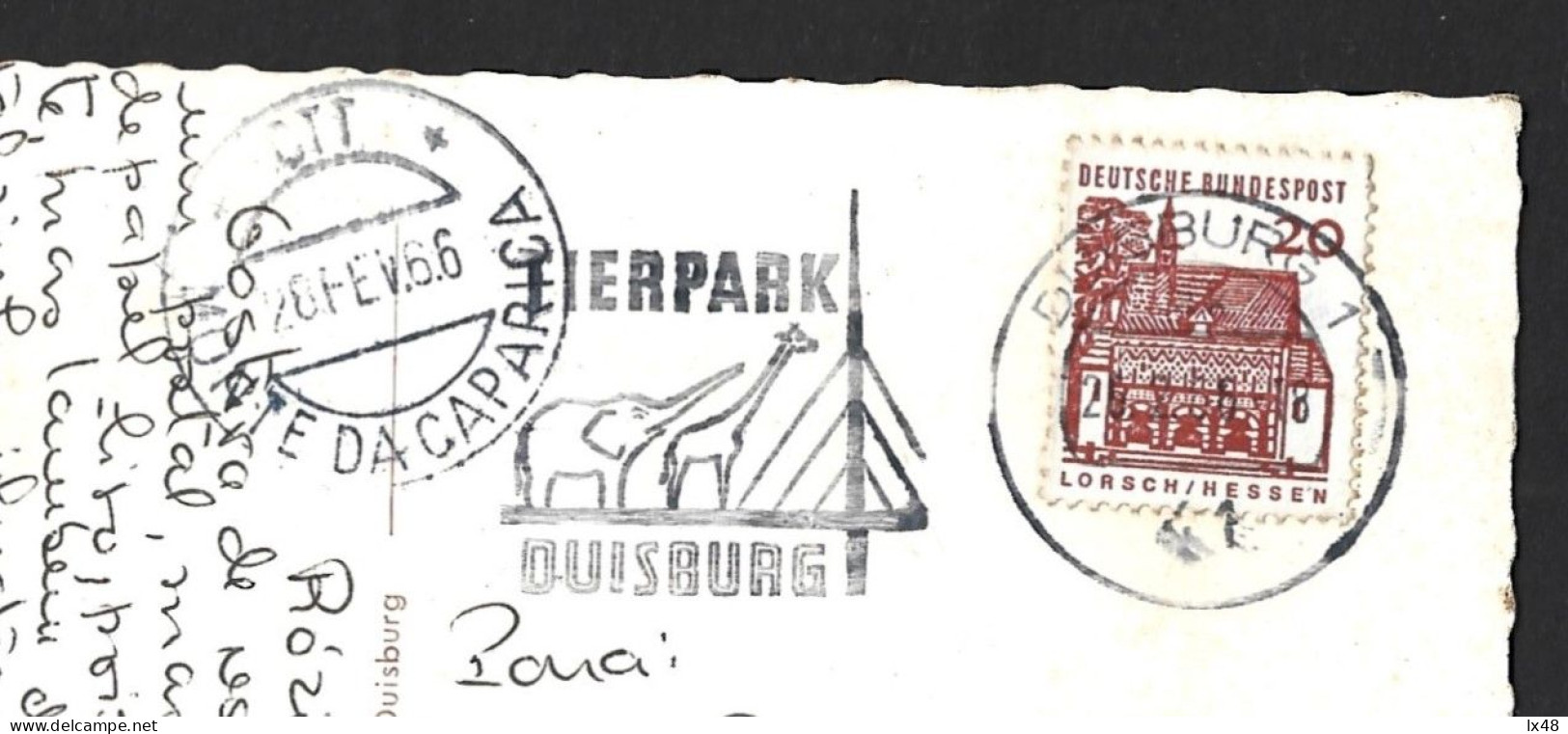 Postcard Duisburg, Germany With Duisburg Zoo Pennant 1966. Elephant And Giraffe. Wimpel Zoo Duisburg. Elefant Giraffe - Girafes