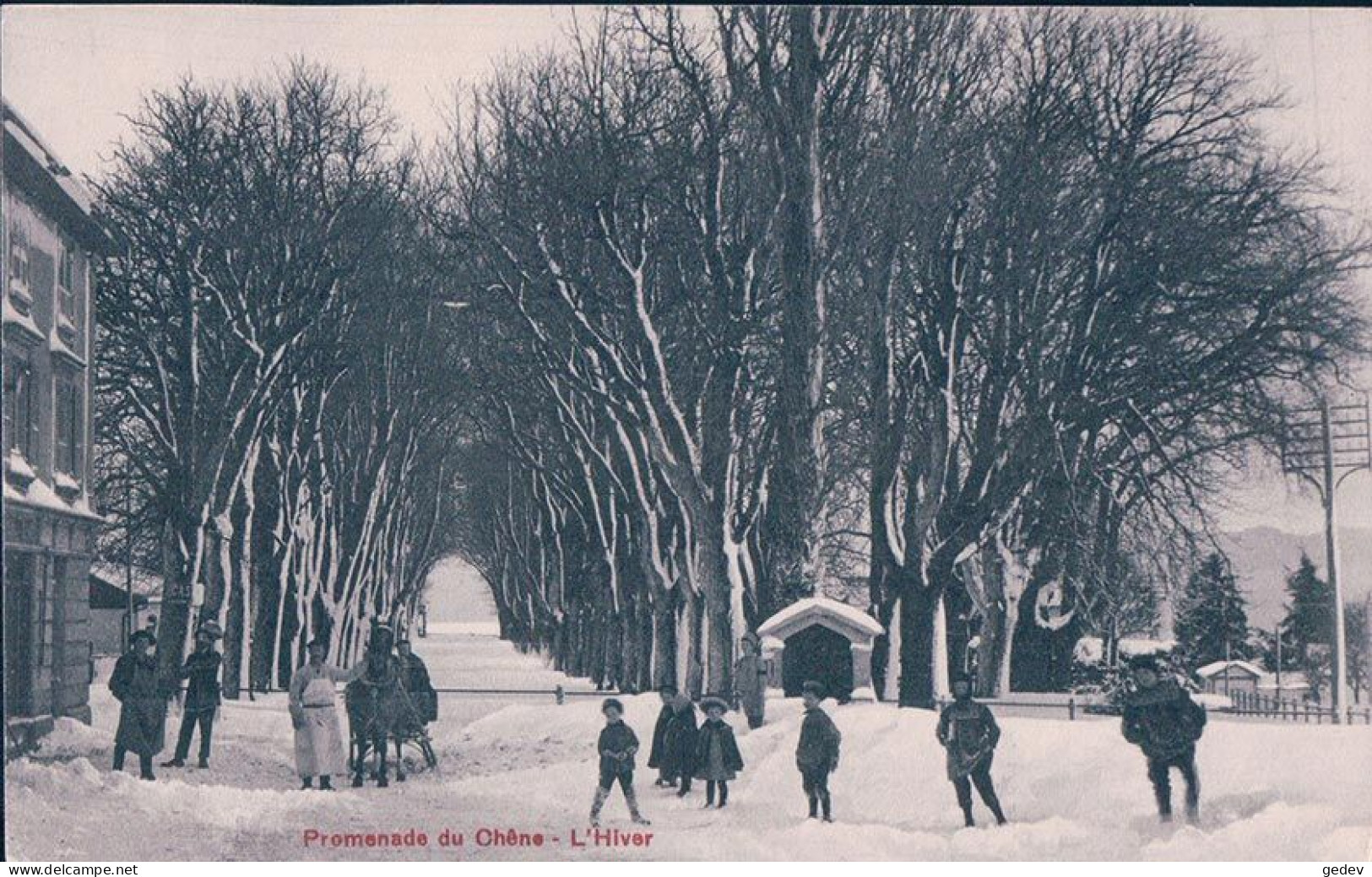 Aubonne VD, Avenue Du Chêne Sous La Neige, Attelage, Traineau (4450) - Aubonne