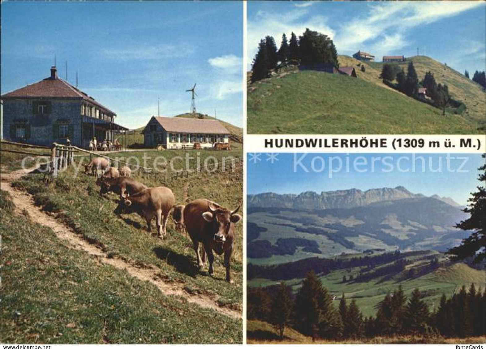 12004393 Hundwil Berggasthaus Hundwilerhoehe Kuehe Hundwil - Other & Unclassified