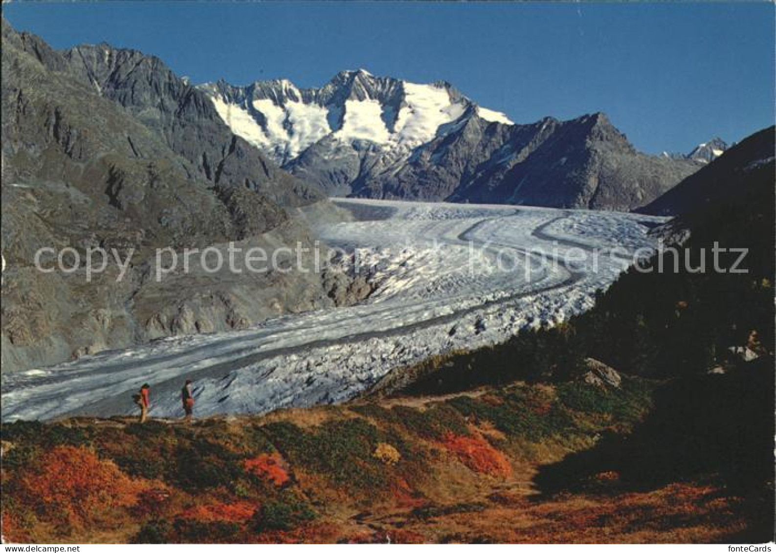 12002528 Wallis Valais Kanton Naturschutzgebiet Aletschwald Alpengletscher  Wall - Autres & Non Classés