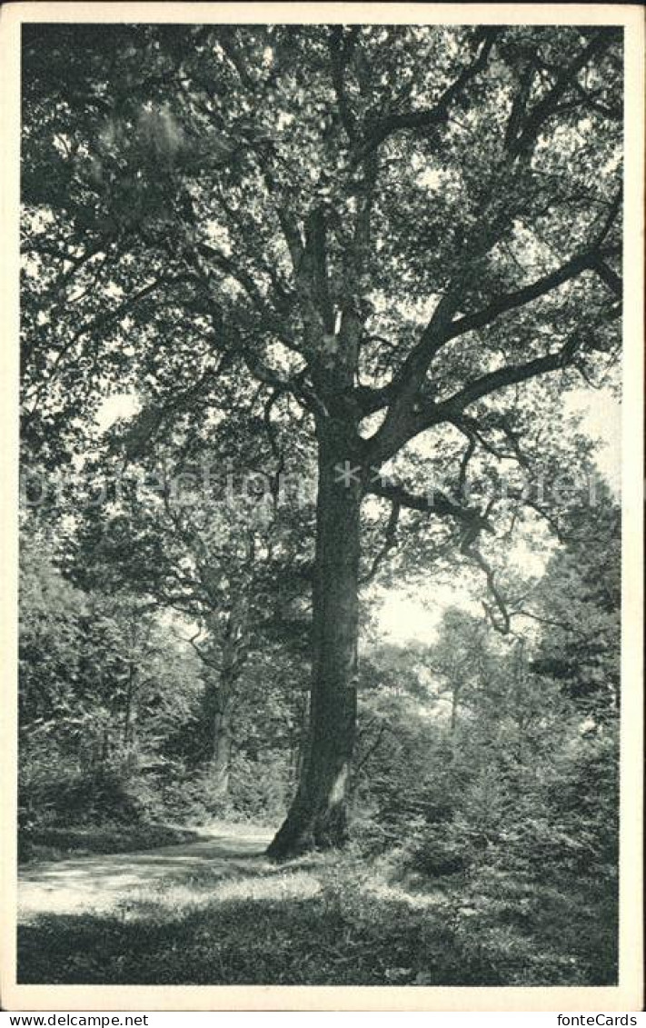 11995404 Zuerich Kaeferberg Waldpartie Mit Grosser Eiche Zuerich - Altri & Non Classificati