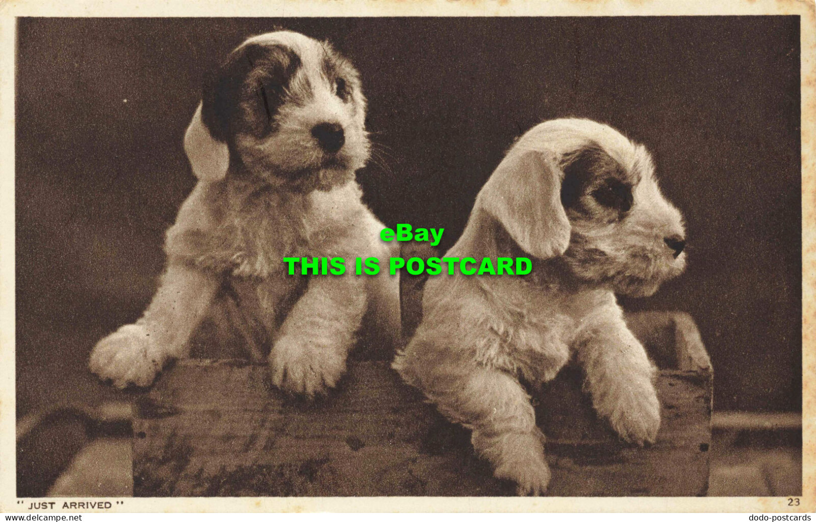 R564836 Just Arrived. Puppies. Dogs. Photochrom - World