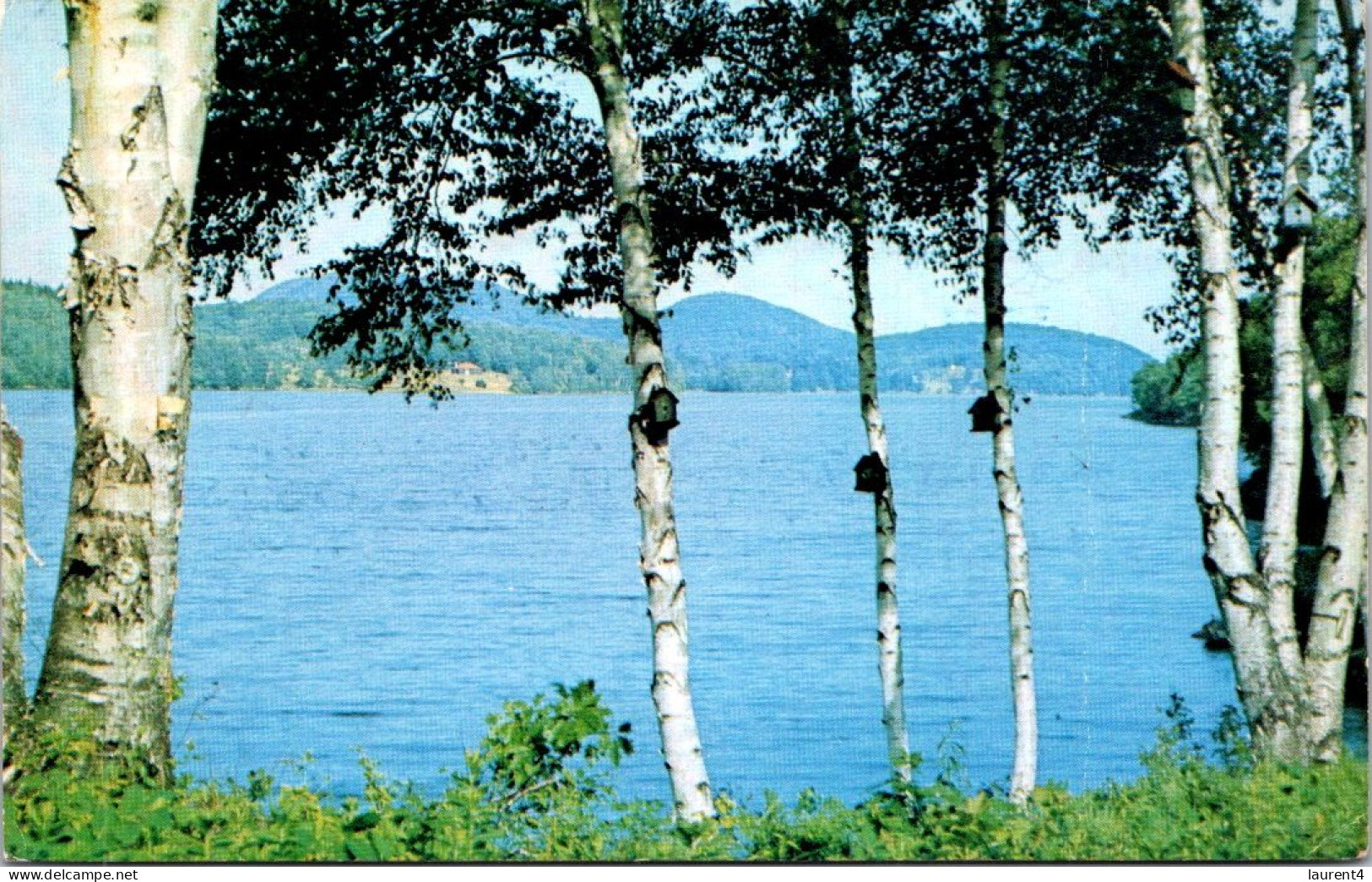 1-5-2024 (3 Z 31) Canada -  Tree Near Lake In Manitoba (posted 1964) - Árboles