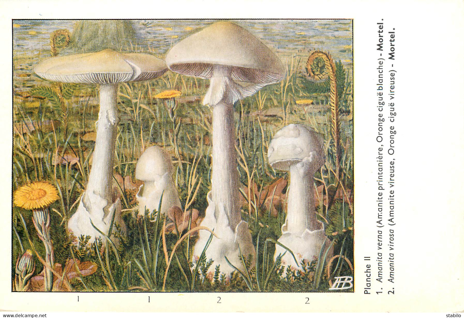 CHAMPIGNONS - SERIE DE 28  PLANCHES DESSINEES  NUMEROTEES - PUBLICITES LABORATOIRE PHARMACEUTIQUE AU VERSO - Altri & Non Classificati