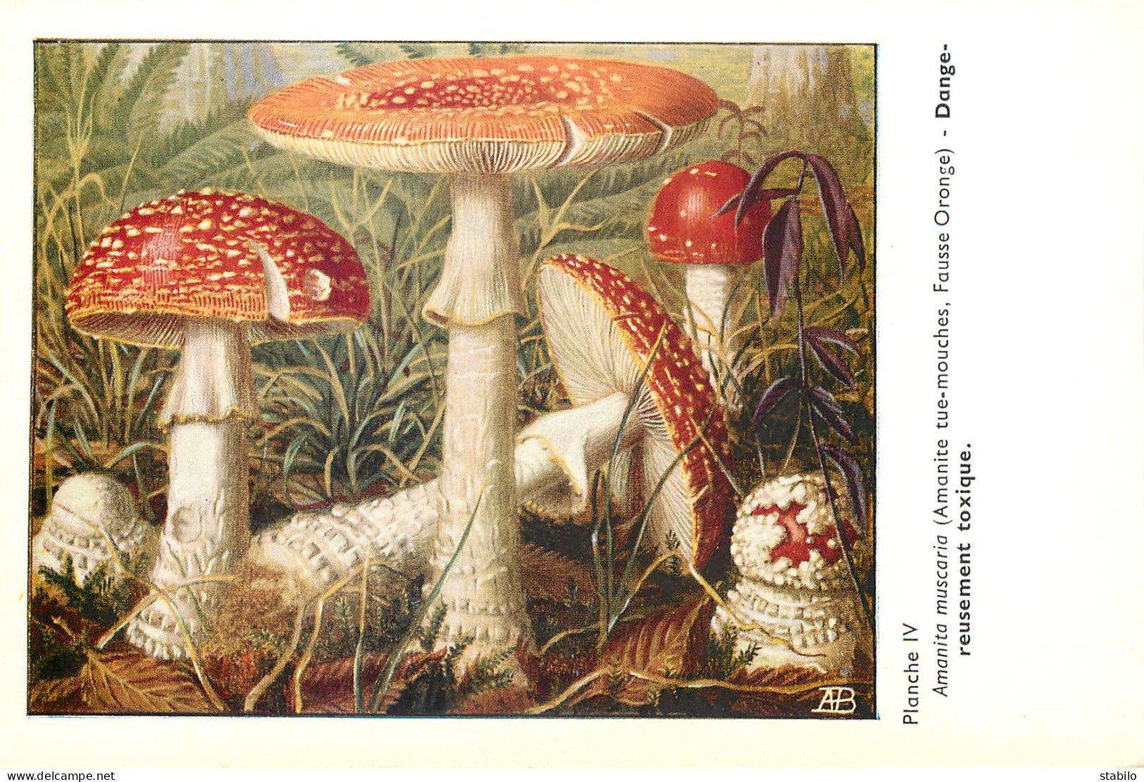 CHAMPIGNONS - SERIE DE 28  PLANCHES DESSINEES  NUMEROTEES - PUBLICITES LABORATOIRE PHARMACEUTIQUE AU VERSO