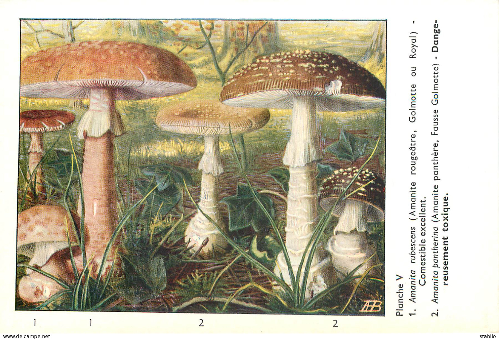 CHAMPIGNONS - SERIE DE 28  PLANCHES DESSINEES  NUMEROTEES - PUBLICITES LABORATOIRE PHARMACEUTIQUE AU VERSO