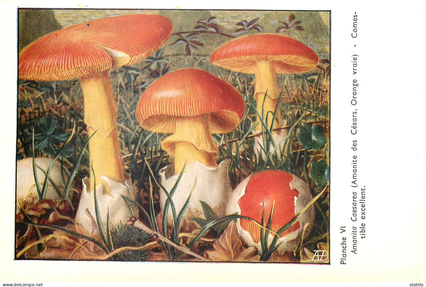 CHAMPIGNONS - SERIE DE 28  PLANCHES DESSINEES  NUMEROTEES - PUBLICITES LABORATOIRE PHARMACEUTIQUE AU VERSO