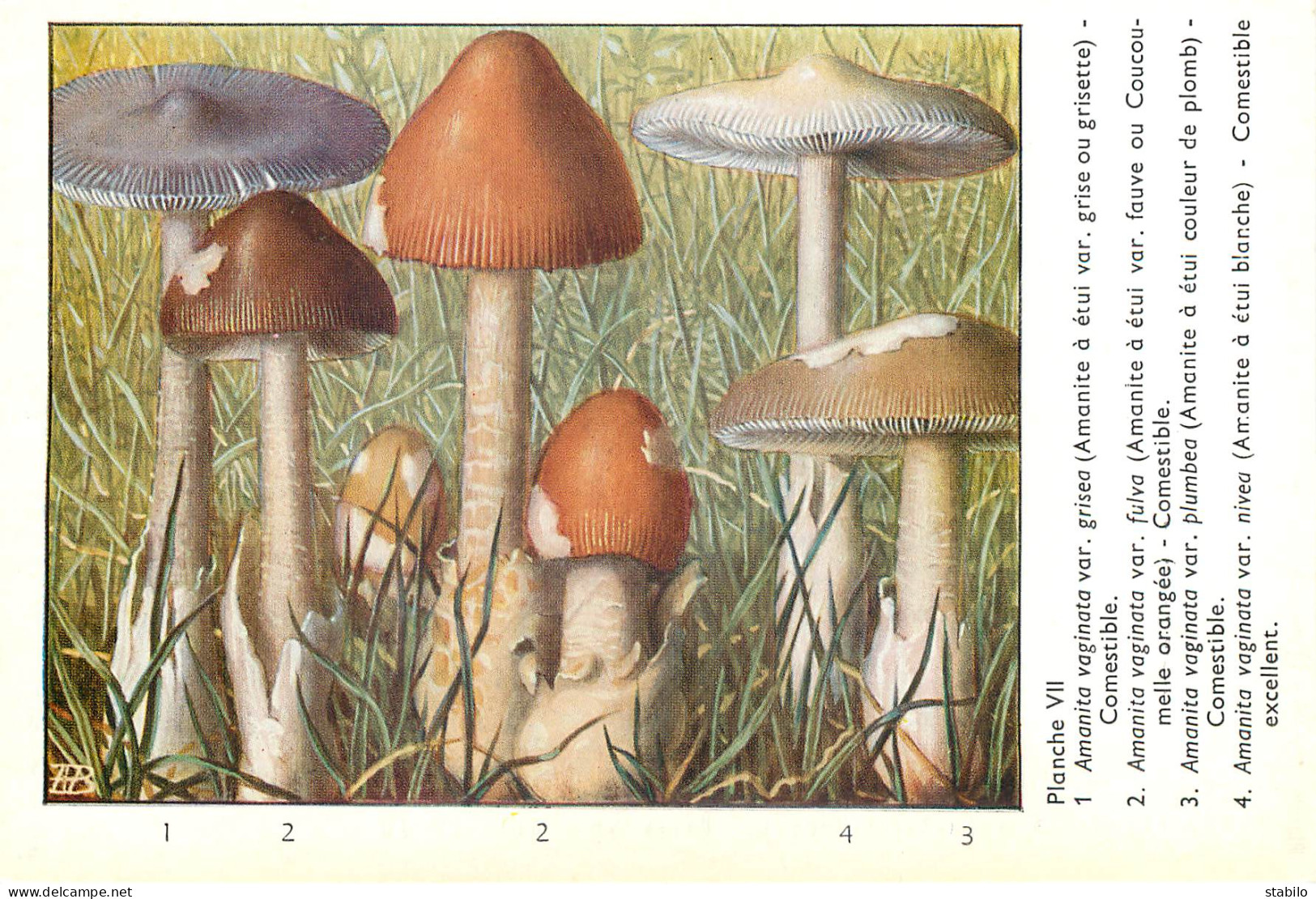 CHAMPIGNONS - SERIE DE 28  PLANCHES DESSINEES  NUMEROTEES - PUBLICITES LABORATOIRE PHARMACEUTIQUE AU VERSO