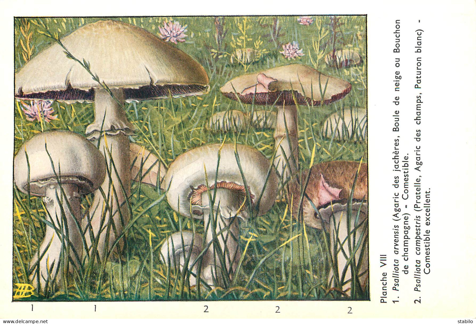 CHAMPIGNONS - SERIE DE 28  PLANCHES DESSINEES  NUMEROTEES - PUBLICITES LABORATOIRE PHARMACEUTIQUE AU VERSO