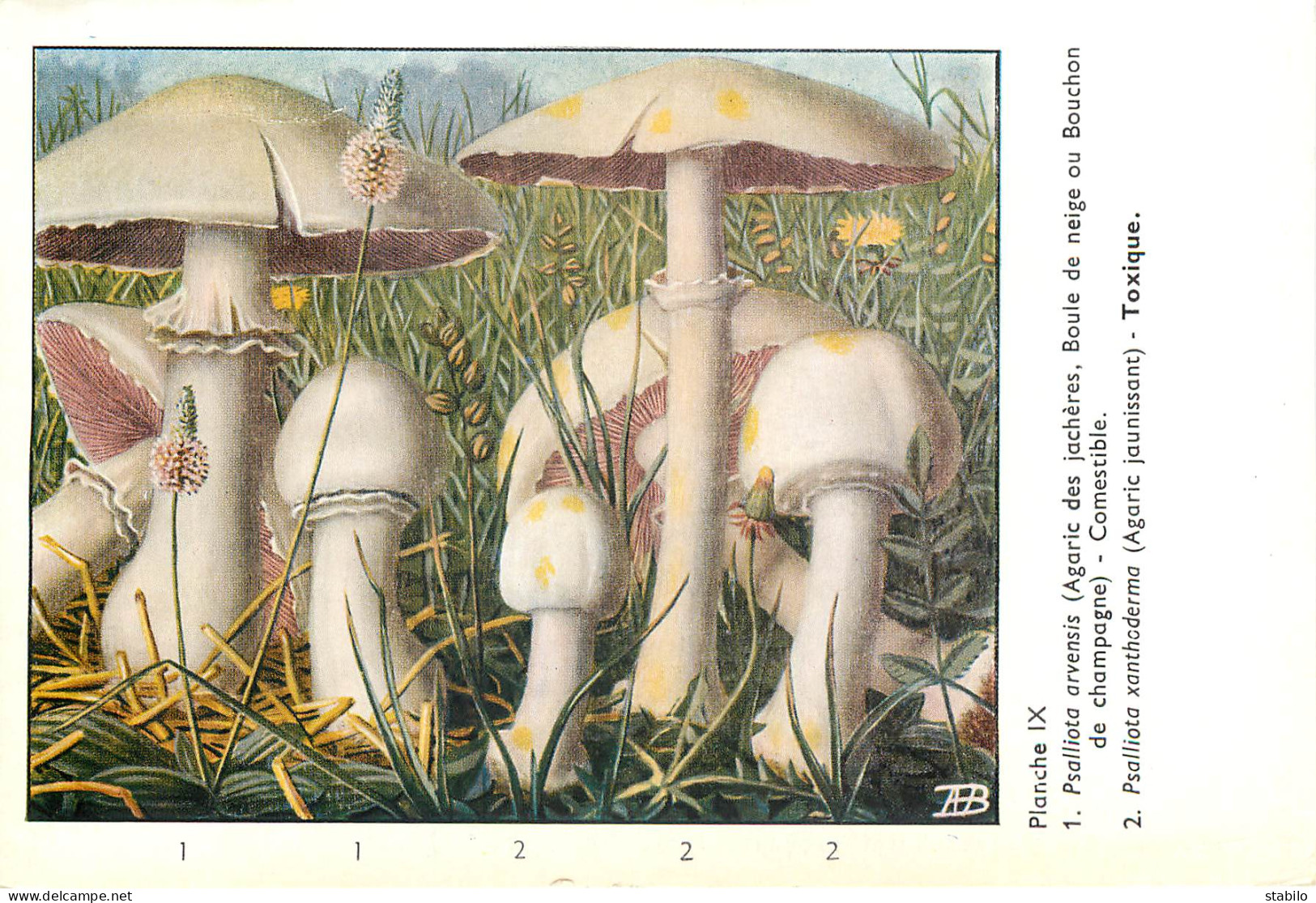 CHAMPIGNONS - SERIE DE 28  PLANCHES DESSINEES  NUMEROTEES - PUBLICITES LABORATOIRE PHARMACEUTIQUE AU VERSO